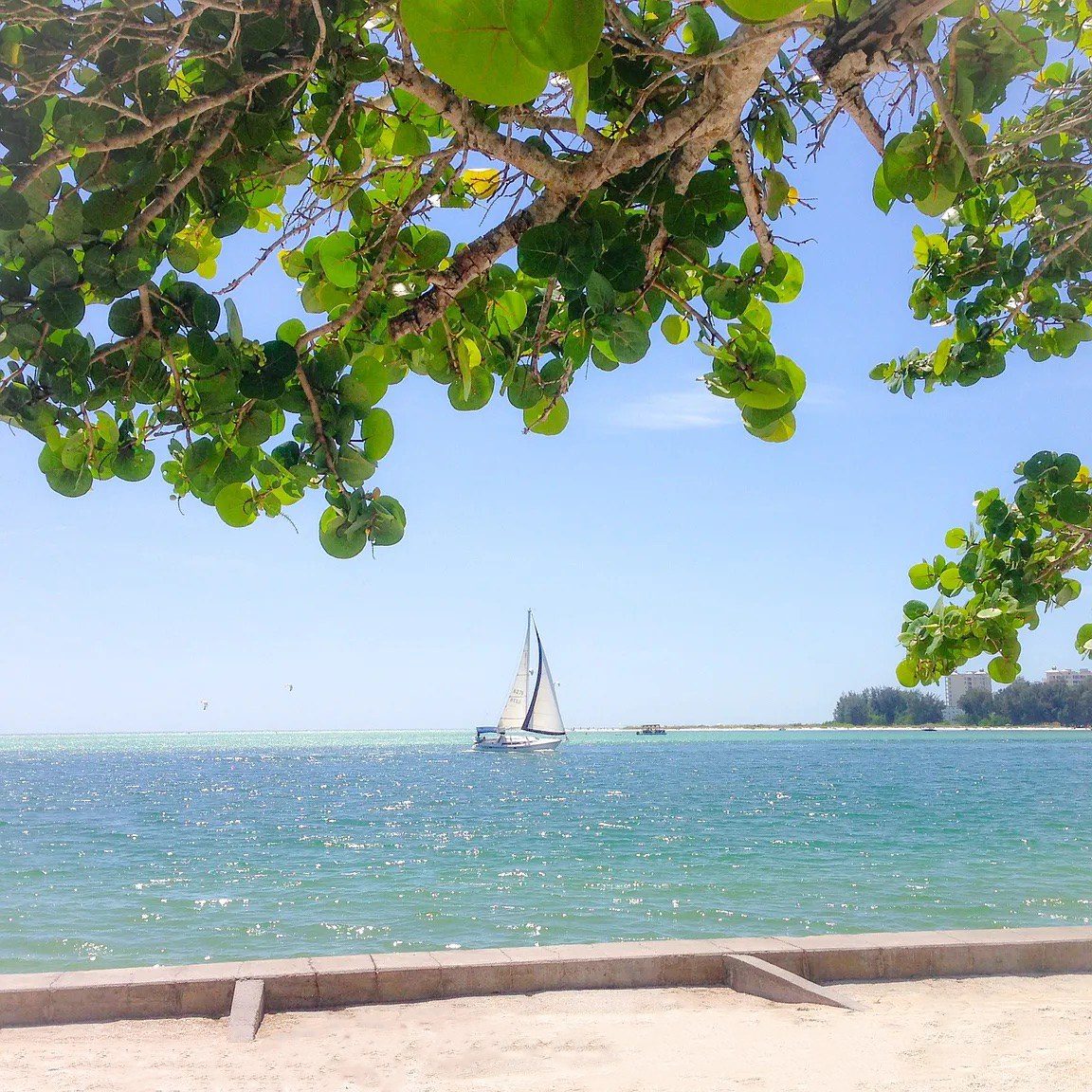 Sailboat off Siesta Key framed by sea grape branches